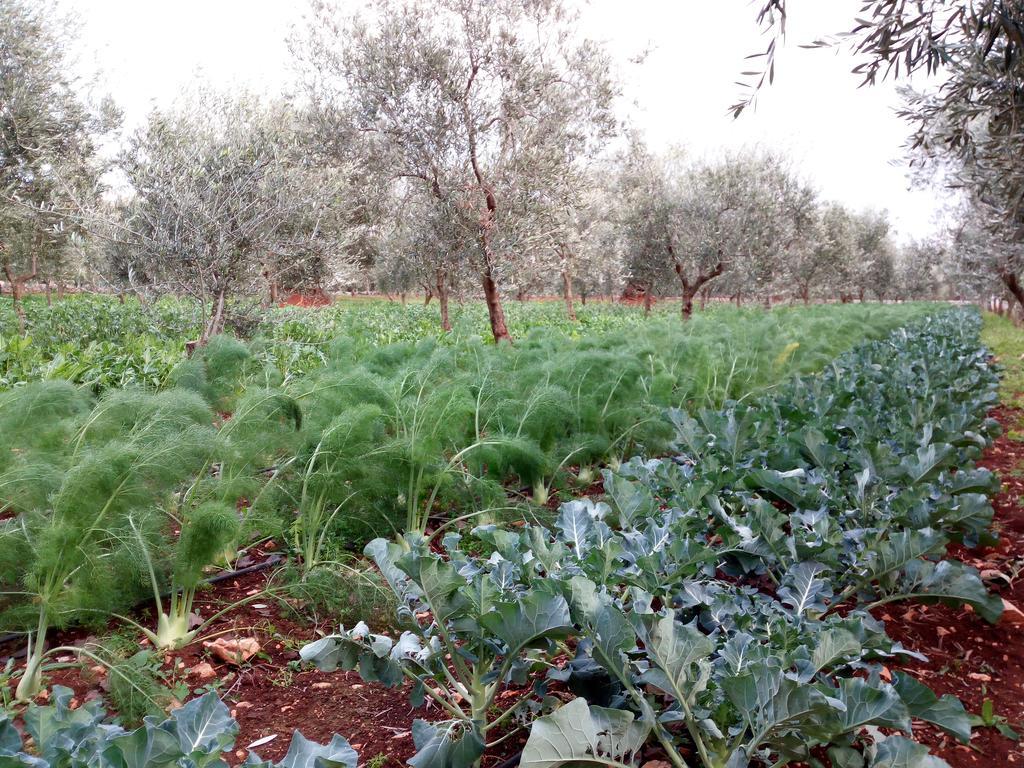 Masseria Don Sante Fasano Buitenkant foto